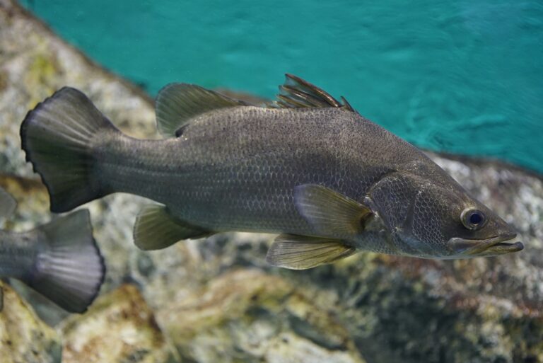 Okoń nilowy – czy to zdrowa ryba? Przepisy