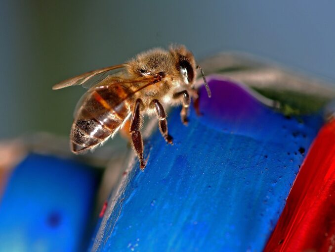Afrykańskie pszczoły zabójcy- agresywne i groźne