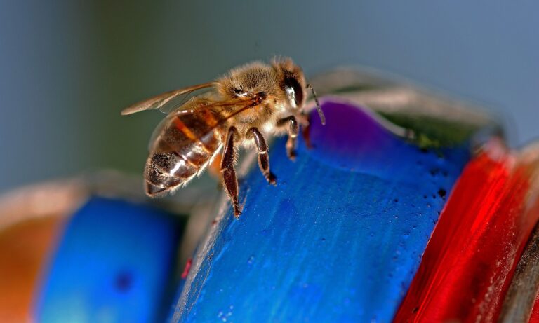 Afrykańskie pszczoły zabójcy- agresywne i groźne