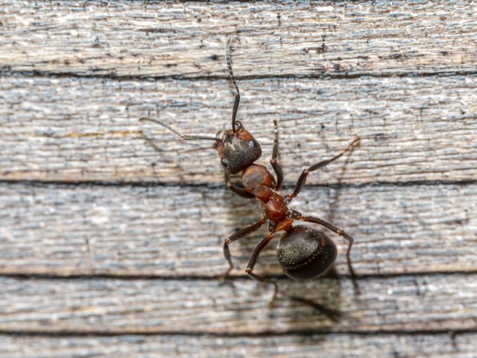 Jak wygląda ugryzienie mrówki?
