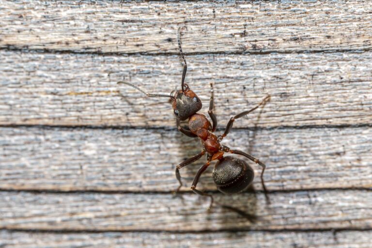 Jak wygląda ugryzienie mrówki?